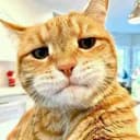 Profile picture for wallet 0x0bad…43ba
