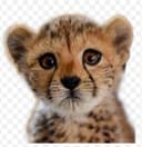 Profile picture for wallet 0x63c1…3173