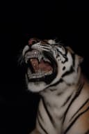 Profile picture for wallet 0xddd4…5a2e