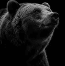 Profile picture for wallet 0x4681…a224
