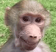 Profile picture for wallet 0x39ae…e85d