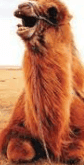 Profile picture for wallet 0xfb7a…5619