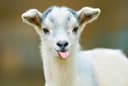 Profile picture for wallet 0x849b…706a