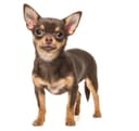 Profile picture for wallet 0xd366…1d9c