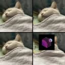 Profile picture for wallet 0xc57c…4afa