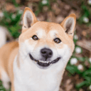 Profile picture for wallet 0x2df6…ef98
