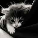 Profile picture for wallet 0xbab0…c07b