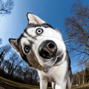 Profile picture for wallet 0x0962…6e40