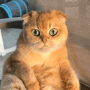 Profile picture for wallet 0x274e…e53d