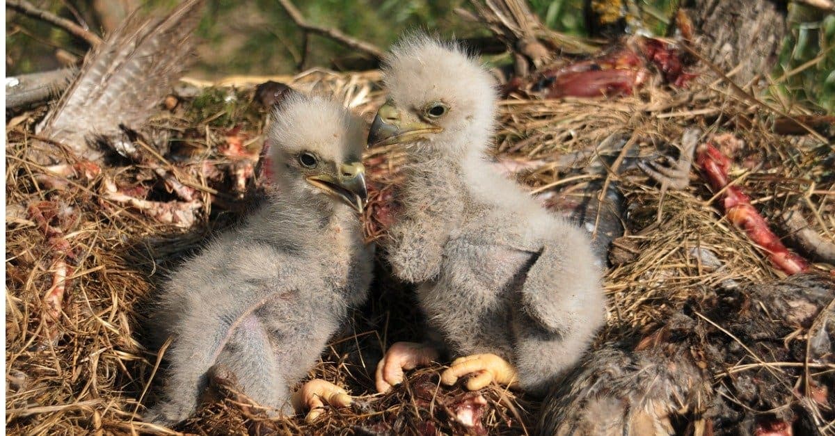 Will the first eaglet hatch on April 7, 2026? market image